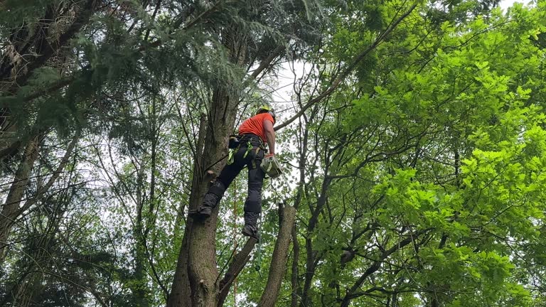 Best Root Management and Removal  in Bolivar Peninsula, TX